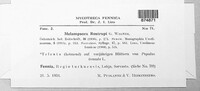 Melampsora rostrupii image